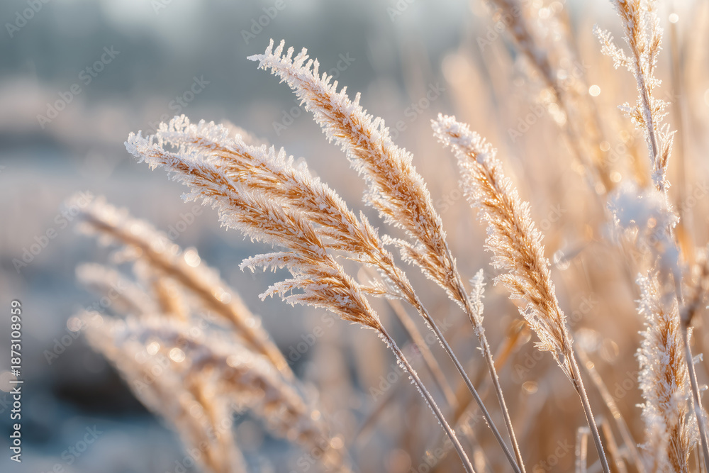 Fototapeta premium Frosty winter grass in golden light