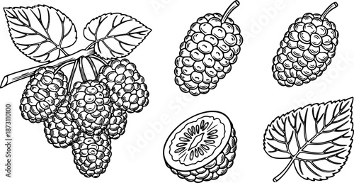 Outline set of black and white Mulberry vector superfood icon collection 