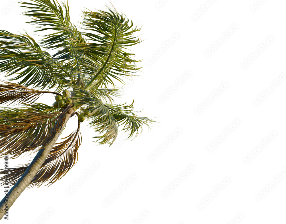 Fototapeta premium Cocos nucifera tree, corner view, cutout, transparent background, isolate, Majestic Palm Tree Silhouette Against a Dramatic Sunset Sky, Perfect for Tropical Themes