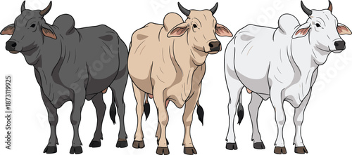 Cartoon cattle character set with different coat colors, farm cow animal vector illustration isolated