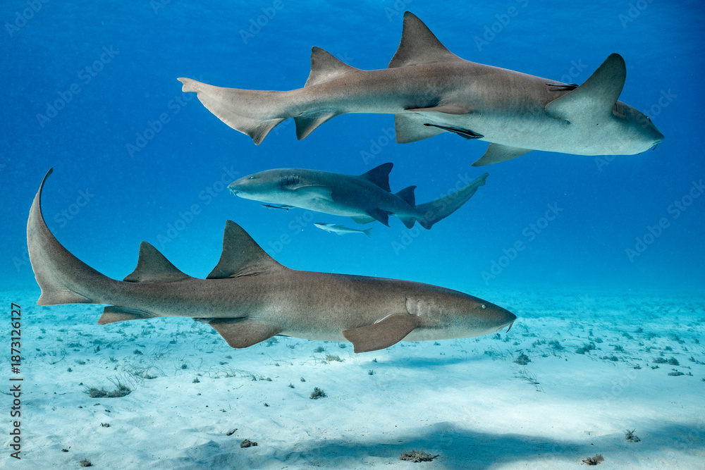Fototapeta premium Nurse Sharks Swim near Bimini Island, Bahamas