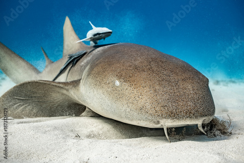 Obraz na plátne Nurse Shark resting on sandy bottom in Bimini, Bahamas