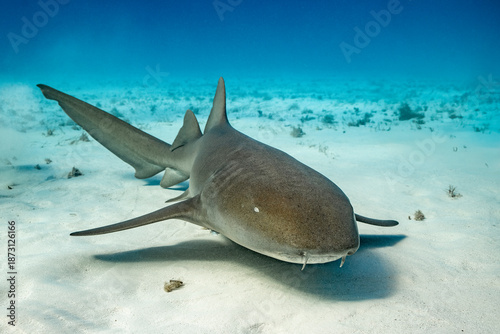 Nurse Shark resting on sandy bottom of Bimini, Bahamas
