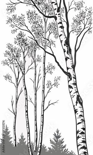 Birch Trees in Forest A Detailed Black and White Sketch.