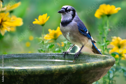 blue jay on birdbath 