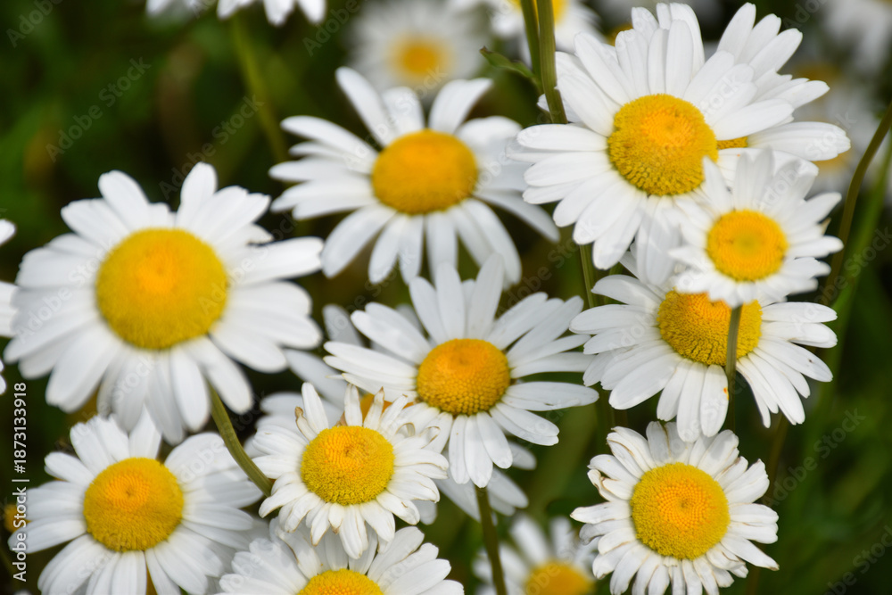Fototapeta premium A field of daisies, Sainte-Apolline, Québec, Canada