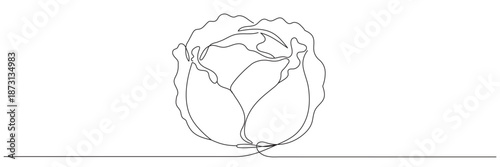 One continuous line drawing of cabbage, vector drawing of cabbage. Editable line