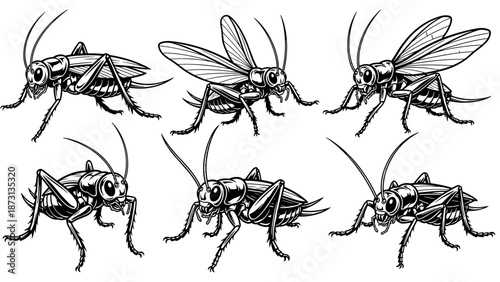 Collection of Six Detailed Cricket Illustrations in Various Poses.