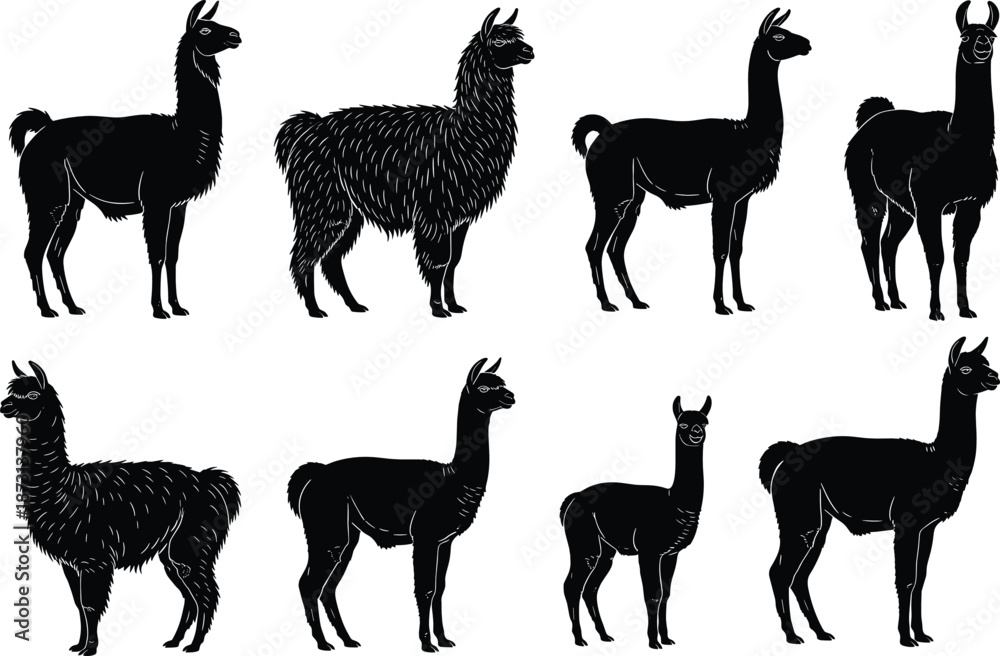 Fototapeta premium Llama and alpaca silhouette animal set with standing poses, black wildlife vector illustration collection