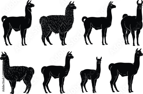 Llama and alpaca silhouette animal set with standing poses, black wildlife vector illustration collection
