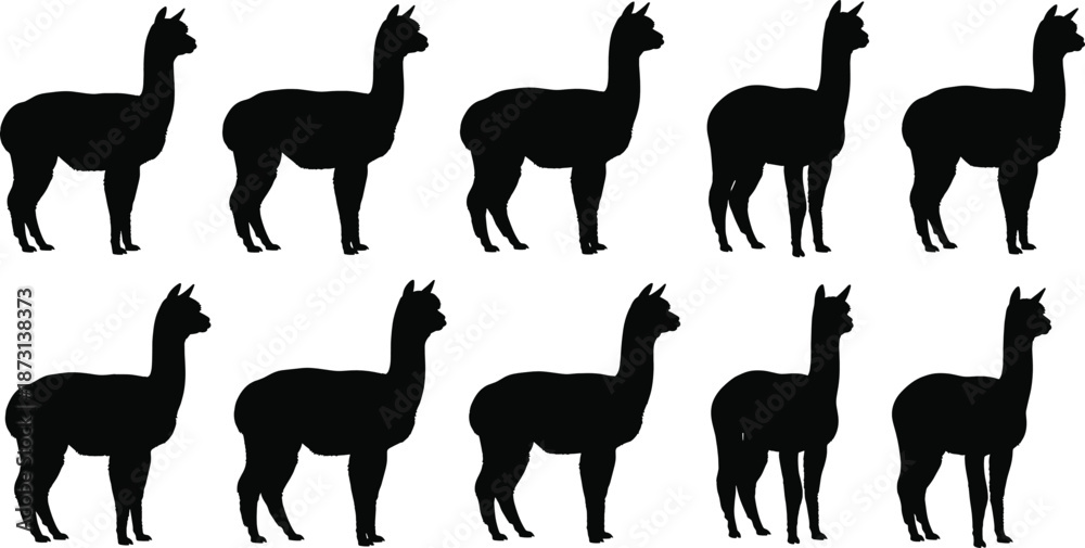 Fototapeta premium Llama and alpaca silhouette character set with standing poses, black animal vector illustration