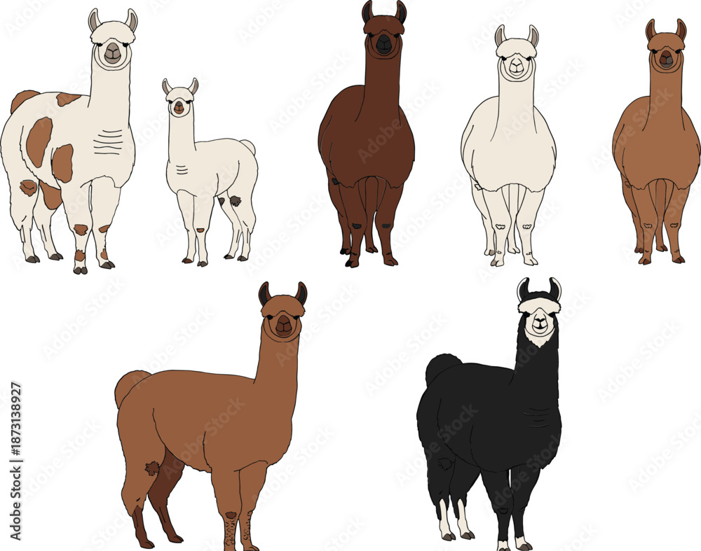 Fototapeta premium Llama family cartoon character set including adult and baby, cute farm animal vector illustration
