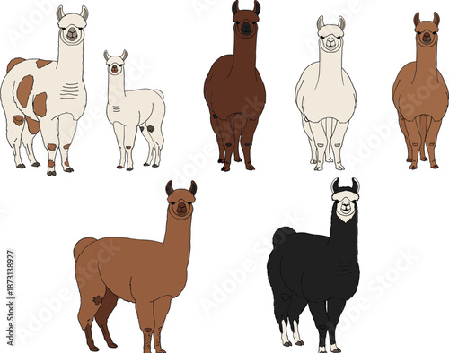 Llama family cartoon character set including adult and baby, cute farm animal vector illustration