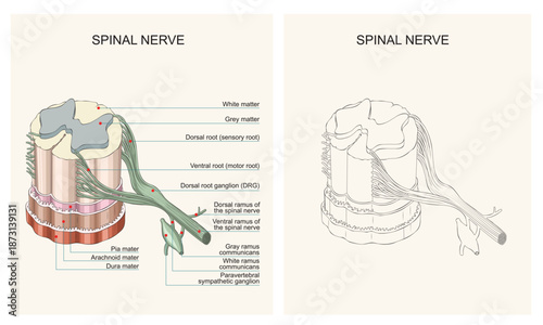 Spinal Nerve Anatomy: Dorsal and Ventral Roots, Rami and Sympathetic Connections