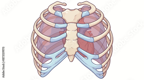 Human Anatomy, Rib Cage Structure, Medical Education, Illustration, Scientific Context, Artistic Viewpoint, Detailed Design