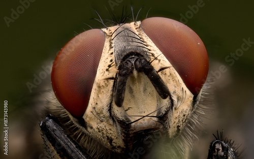 Fotografia Extreme macro close-up of fly face with compound eyes