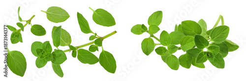 Oregano or marjoram leaves isolated on white background. Top view. Flat lay