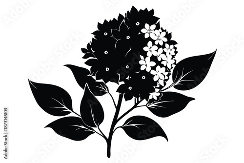 Elegant Lilac Syringa Blossom Silhouette Illustration, Black and White Floral Vector
