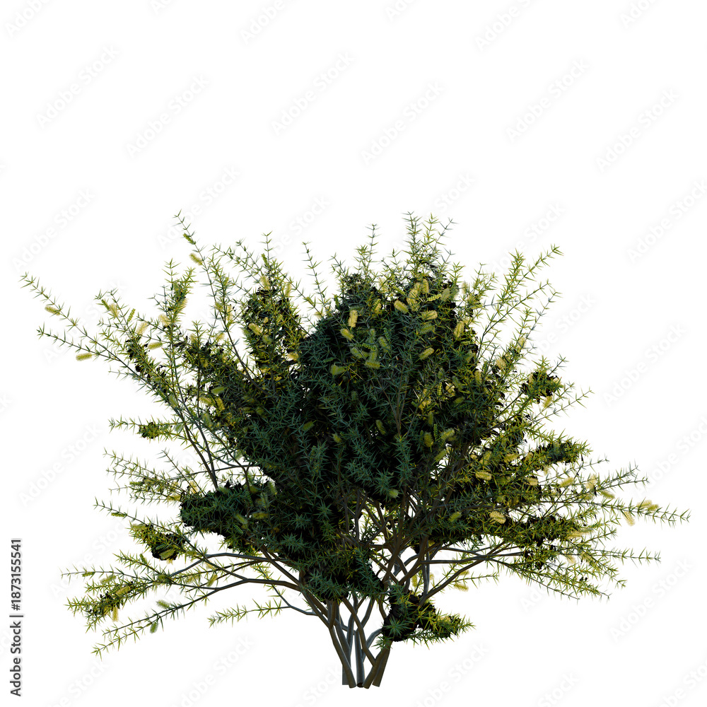 Fototapeta premium Acacia verticillata tree, front view, cutout, transparent background, isolate, Detailed close-up of a lush green pine tree branch with needles, nature background