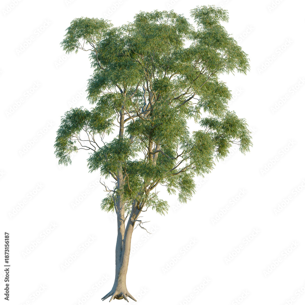 Obraz premium Corymbia aparrerinja tree, front view, cutout, transparent background, isolate, Majestic Baobab Tree in Savanna Landscape, Africa - A Symbol of Strength and Resilience