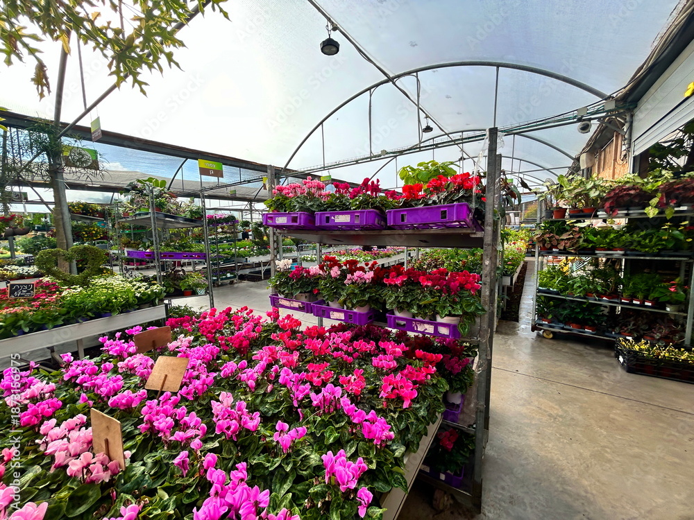 Fototapeta premium Greenhouse, plant store. Exotic plants in a greenhouse, nursery. Pots, flowers, bushes, palms, cacti.