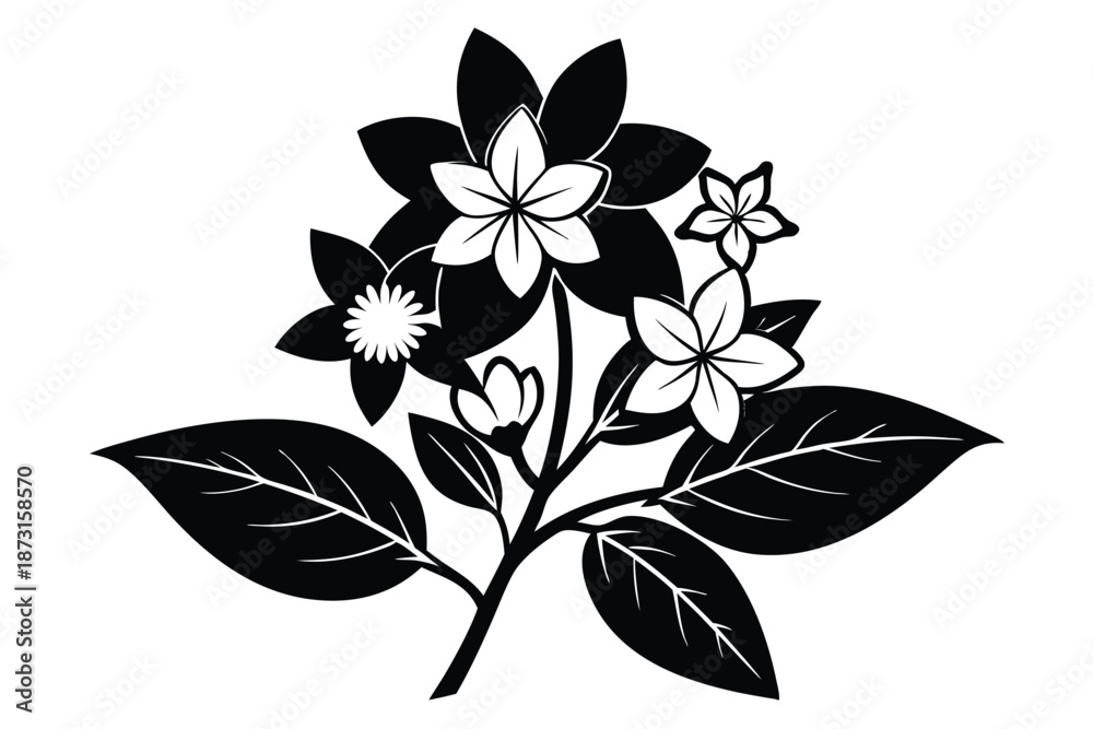 Obraz premium Jasmine flower, black and white vector silhouette, isolated on a white background.