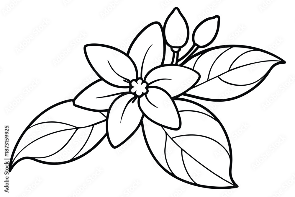 Fototapeta premium Jasmine Bloom Line Art, Minimalist Black and White Design on White