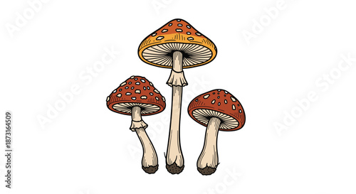 A group of three amanita or fly agaric toadstool mushrooms in a colorful hand-drawn vintage illustration art style.