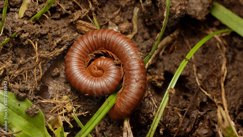 Tableau sur toile close-up photo of a millipede
