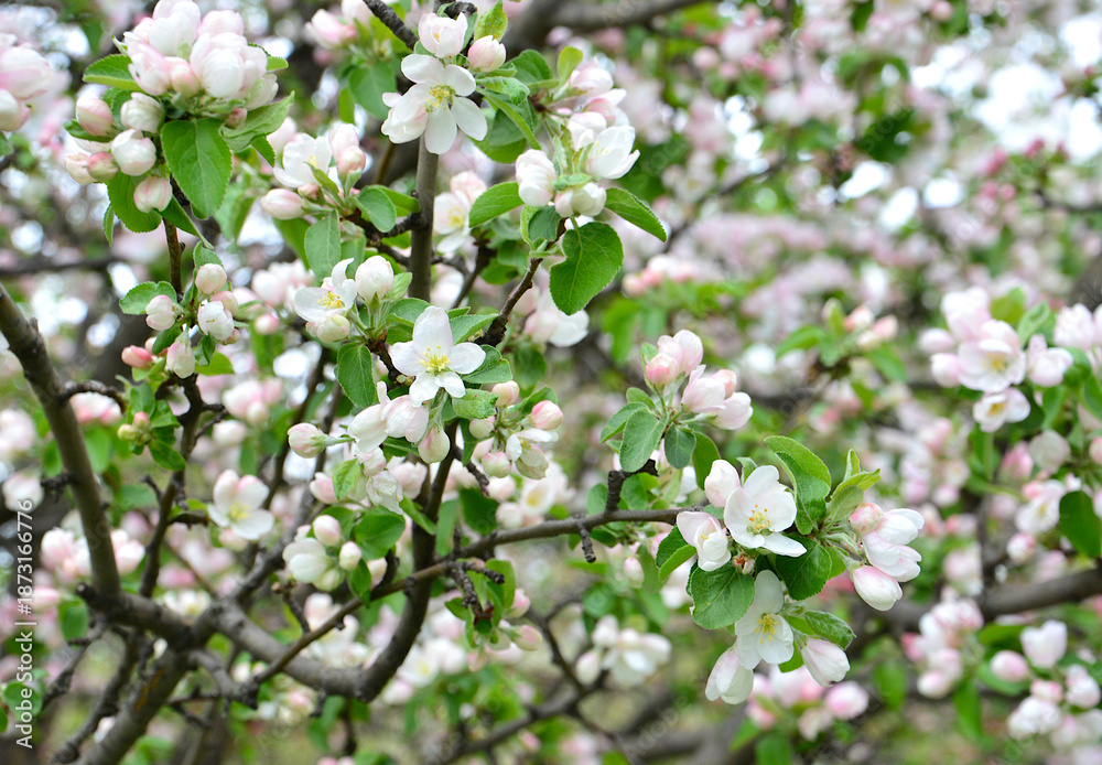 Fototapeta premium Delicate White and Pink Blossoms on a Spring Tree Branch close up