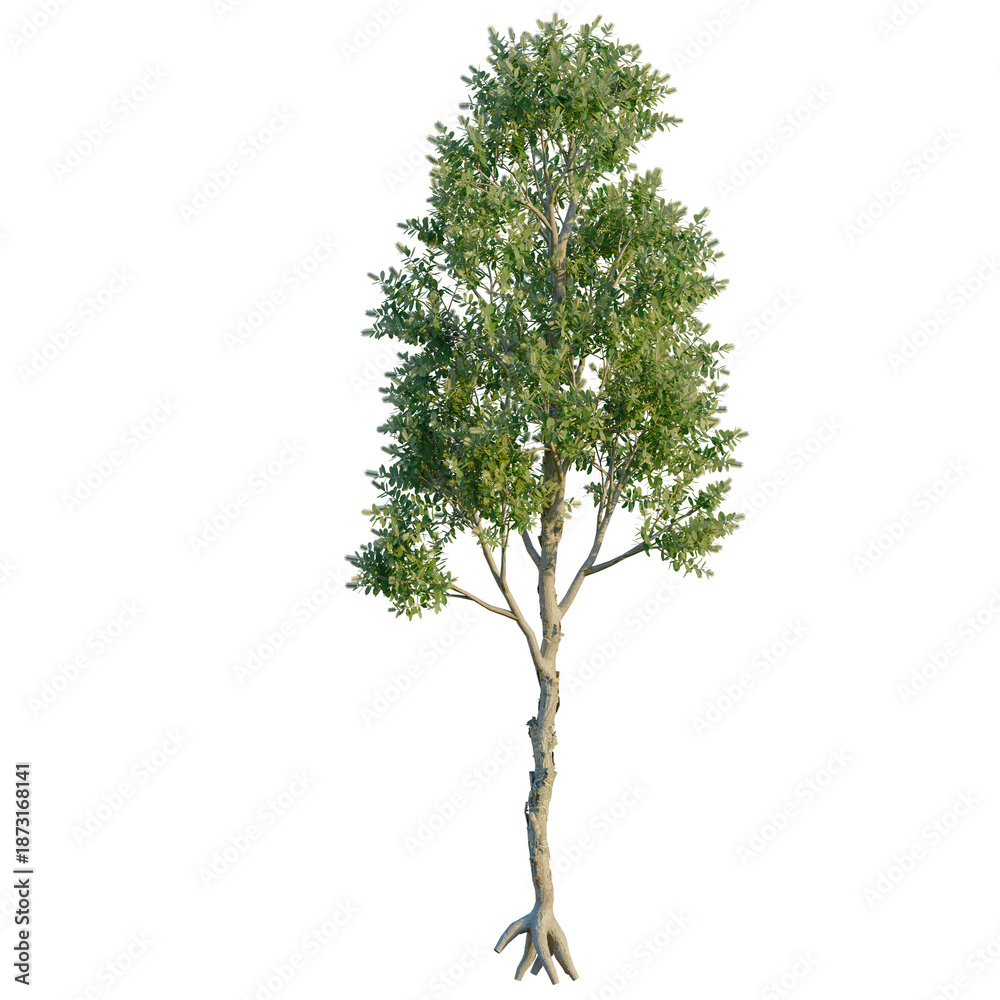 Fototapeta premium Melaleuca Quinquenervia tree, front view, cutout, transparent background, isolate, Banyan tree roots system detailed close-up view, aerial roots nature concept, hd image
