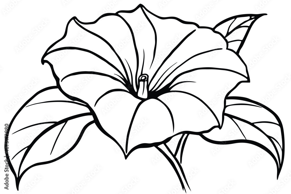 Fototapeta premium Classic Morning Glory Blossom Drawing, Black and White Line Art Vector for Invitation and Greeting Card Design