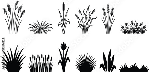 Black silhouette and outline grass collection, cattail reed marsh plant vector elements, swamp meadow botanical sketches isolated on white background.