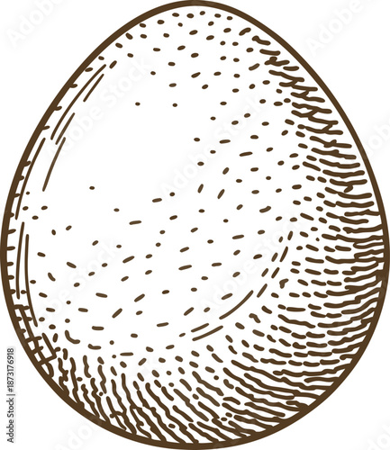 hand drawn vintage egg illustration with intricate line shading and textured details