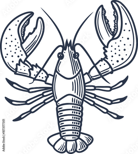Lobster detailed hand drawn illustration with claws raised in a symmetrical design