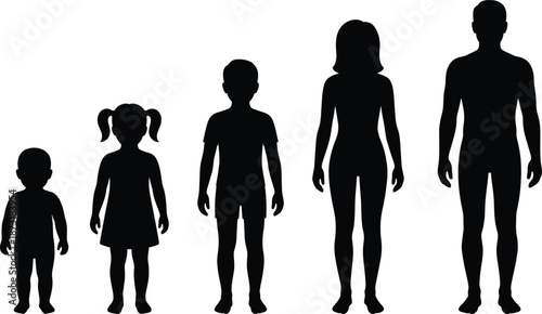 Human growth stages silhouette, child to adult development concept, family life cycle illustration, age progression comparison, male female body evolution, height scale infographic