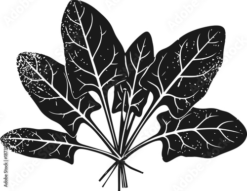 bundle of fresh spinach leaves with detailed veins and stems illustration