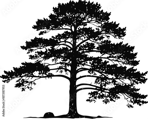 Silhouette of a large pine tree with detailed branches and needles, isolated on white background