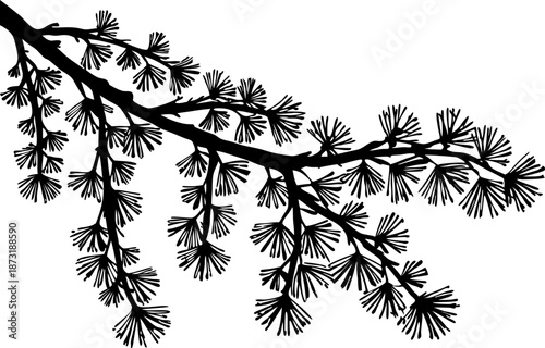 Silhouette of pine tree branch with needles spreading naturally on white background