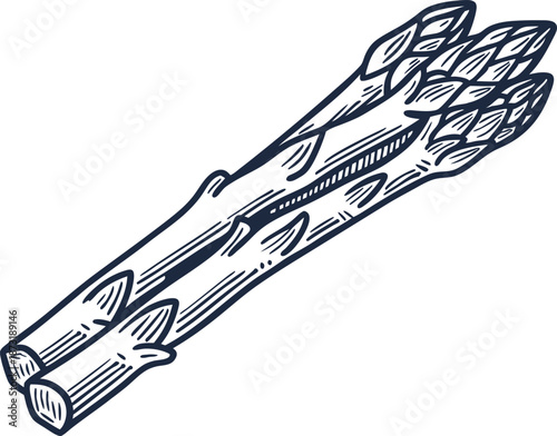 Hand drawn asparagus vegetable illustration, fresh healthy green garden produce