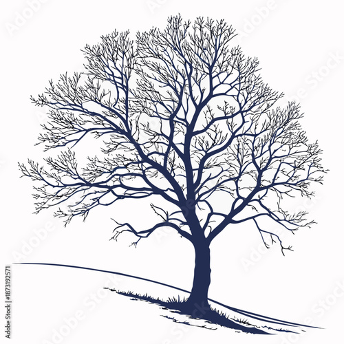 Silhouette of a leafless tree