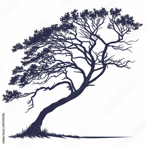 Silhouetted tree with twisted trunk