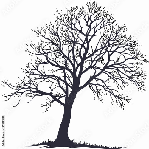 Silhouette of a leafless tree