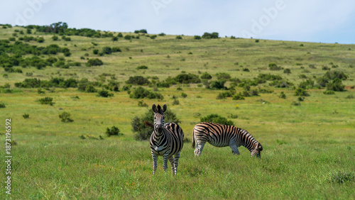 Photos Zebras grazing in the meadow, Addo Elephant National Park, South Africa