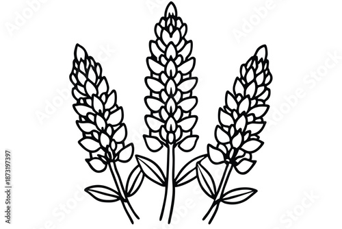 Hand-Drawn Lupine Wildflower Line Art on White Background