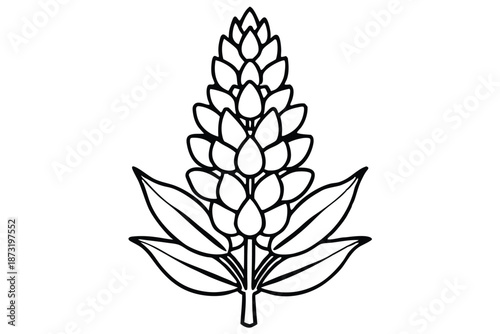 Canvas Print Detailed Lupine Floral Sketch Illustration for Coloring or Tattoos