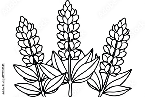 Simple Lupine Flower Line Illustration for Minimalist Art Projects