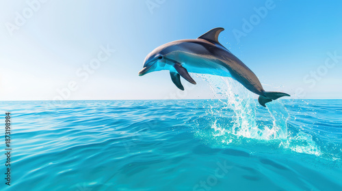 Dolphin jumping out of clear blue ocean water under bright sunny sky with sparkling splash and calm sea surface