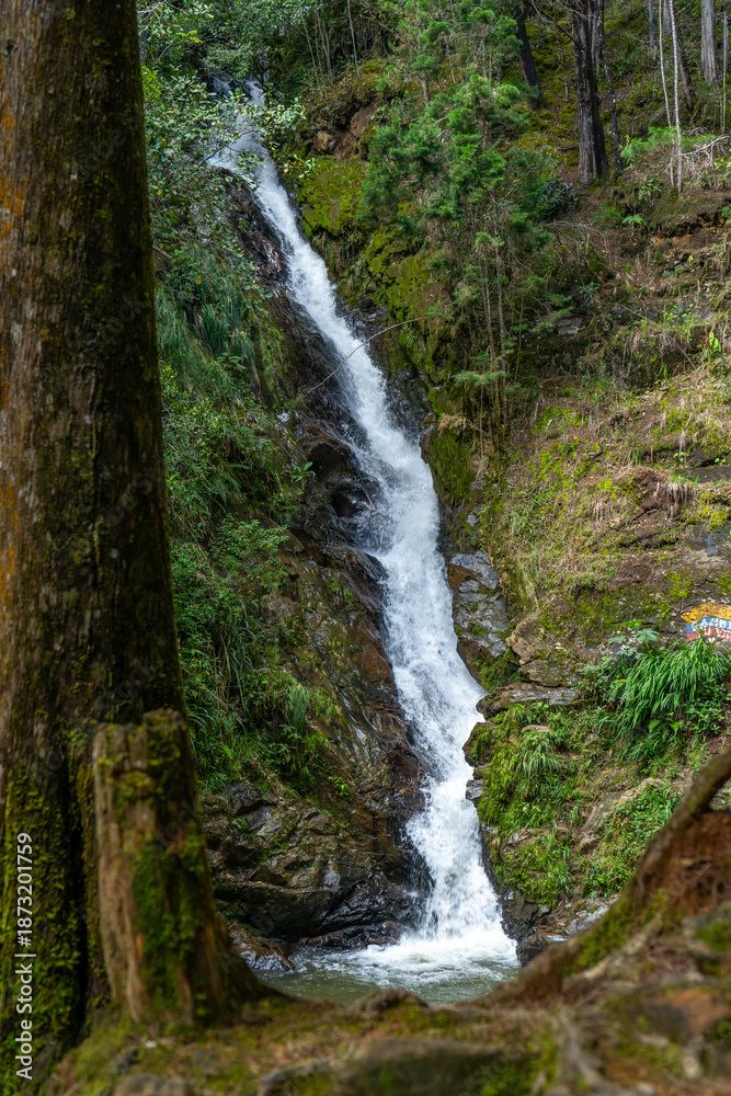 Obraz premium waterfall in the forest
