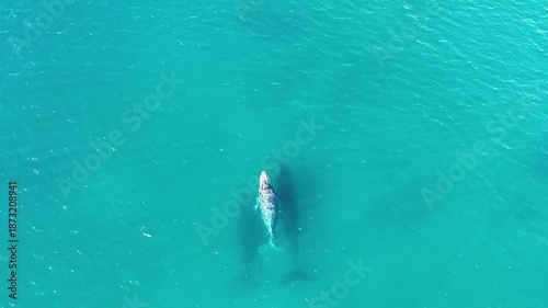 Baleine qui respire à la surface